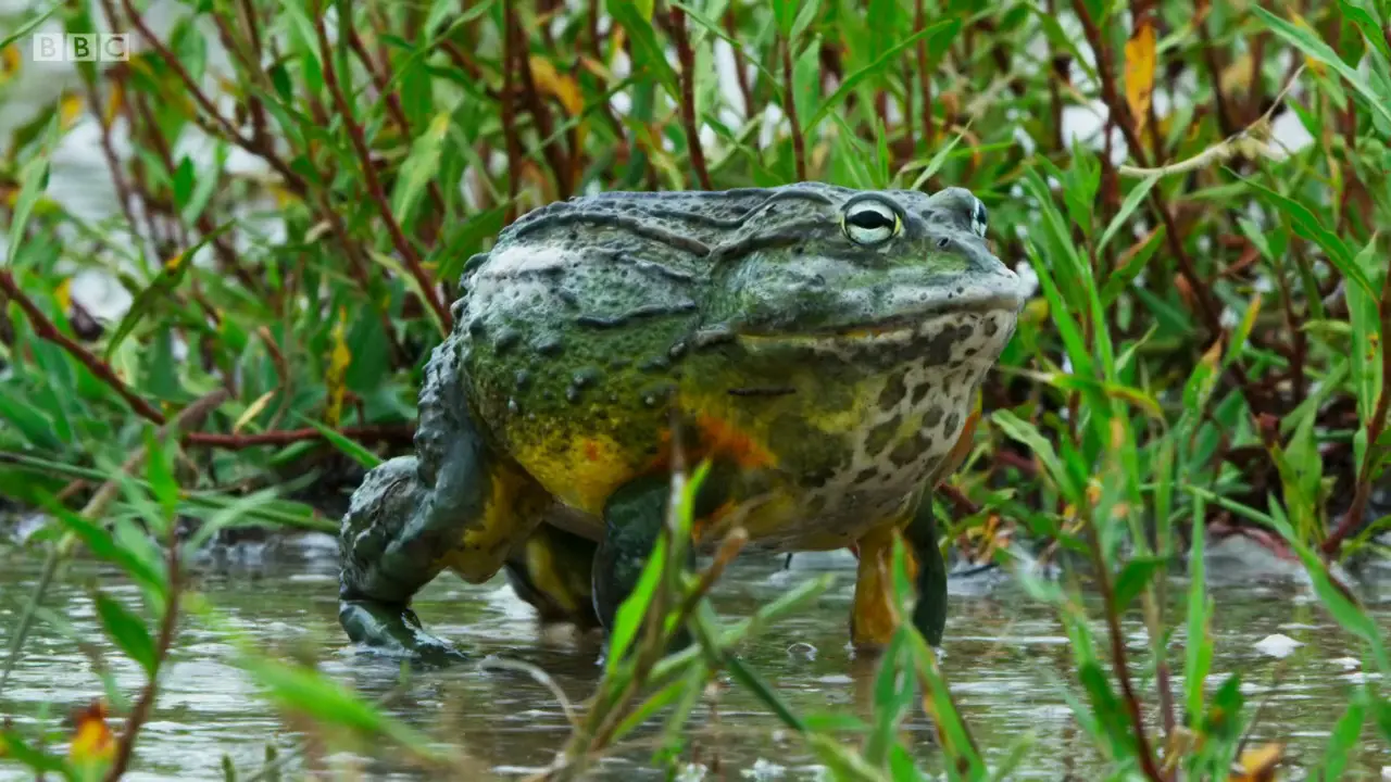African bullfrog (Pyxicephalus adspersus) as shown in The Mating Game - Freshwater: Timing is Everything